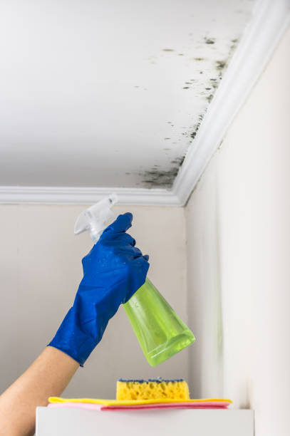 Best Post-Flood Mold Remediation in Valle Vista, AZ